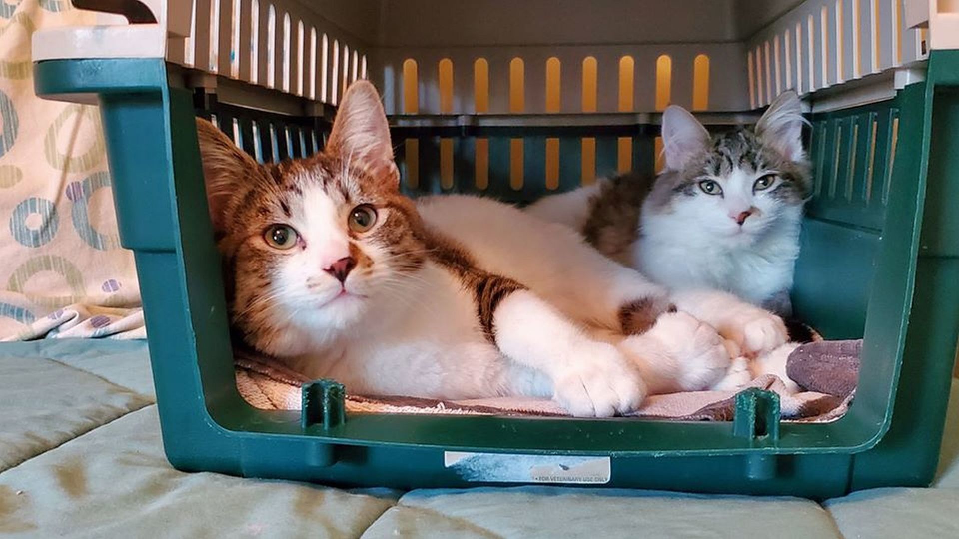Look who's been adopted | Hitman & Aeon